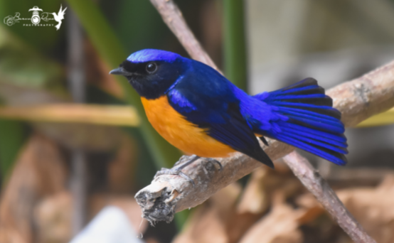 Rufous Bellied Niltava